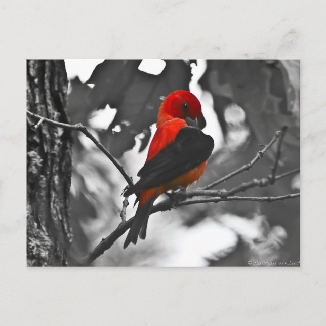 Carte Postale Homme Scarlet Tanager (Devant)