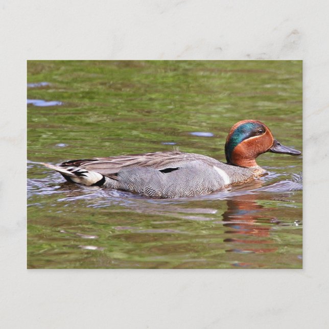 Carte Postale Homme Turquoise à ailes vertes (Devant)