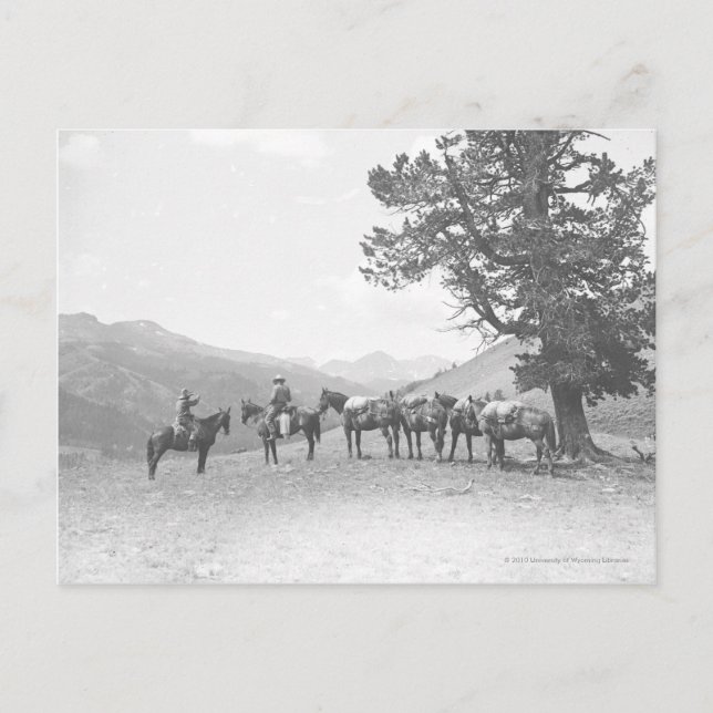 Carte Postale Hommes avec des chevaux-paquets qui regardent au-d (Devant)