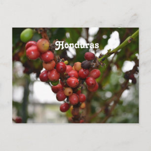 Carte Postale Honduras Coffee Beans