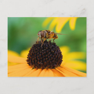 Carte Postale Honeybee - Le centre d'attention