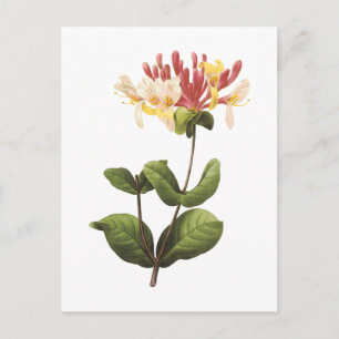 Carte Postale honeysuckle(Lonicera sp.) par Redouté