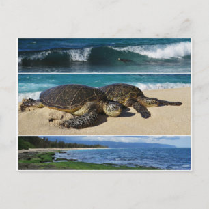 Carte Postale Honu, Tortue de mer verte hawaïenne, Oahu, Rive no