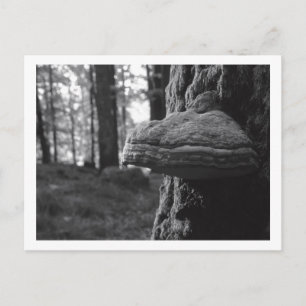 Carte postale Hoof Fungus