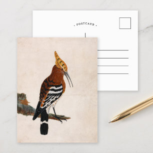 Carte Postale Hoopoe commun William Lewin
