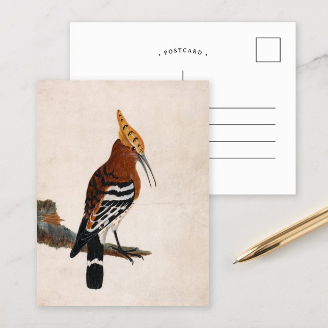 Carte Postale Hoopoe commun | William Lewin (Créateur téléchargé)