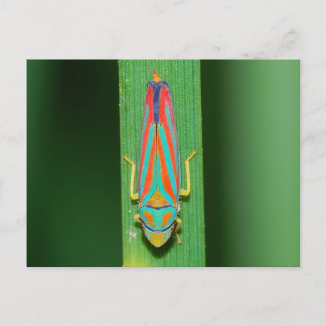 Carte Postale Hopper Leaf du Missouri. (Devant)