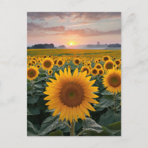 Carte Postale Horizon Radieux : Tournesols à l'Aube