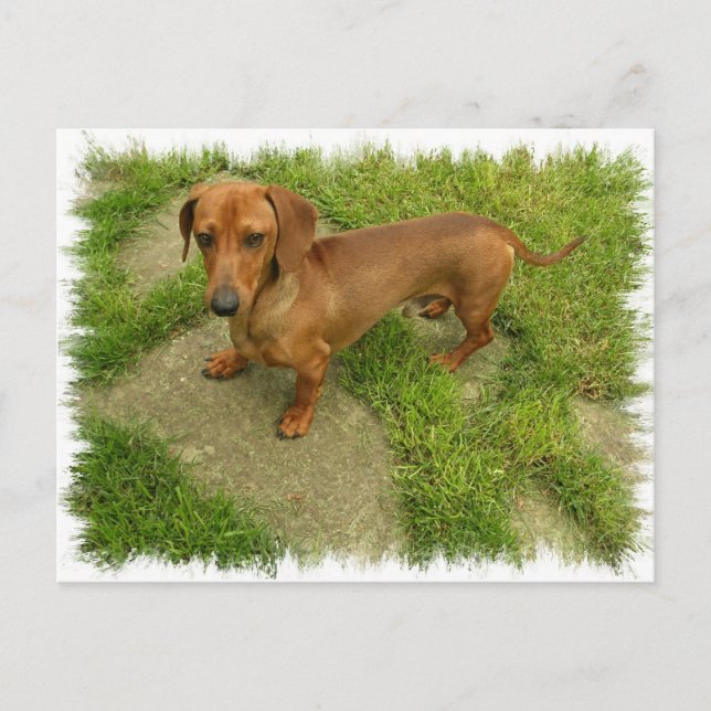 Carte postale horizontale Daschund (Devant)