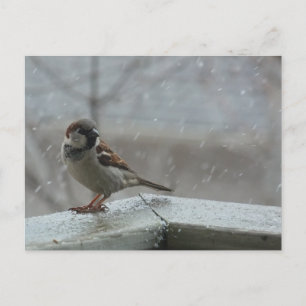 Carte postale horizontale House Sparrow