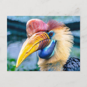 Carte Postale Hornbill