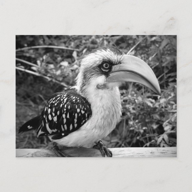 Carte Postale Hornbill oiseau gros en regardant la caméra bw (Devant)