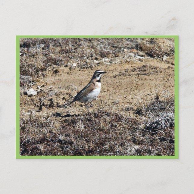 Carte Postale Horne Lark (Devant)