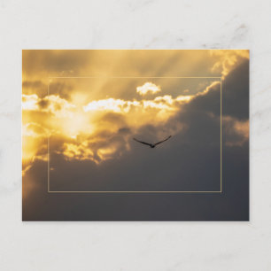 Carte Postale Hors De L'Aigle Soleil Bald Avec Bordure