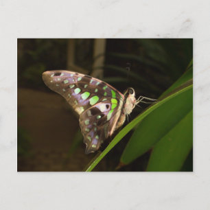 Carte Postale Hors de l'obscurité - Papillon assis sur la feuill