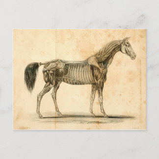 Carte Postale Horse Anatomy