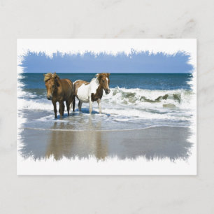 Carte postale Horse Beach