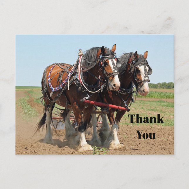 Carte Postale Horse Clydesdale Agriculture Merci photo (Devant)