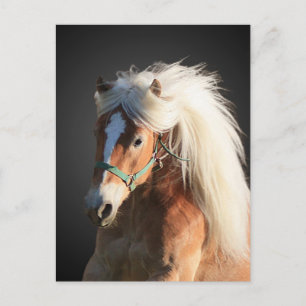 Carte Postale Horse d'Haflinger