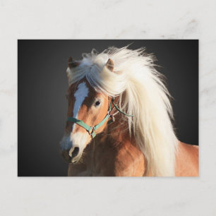 Carte Postale Horse d'Haflinger
