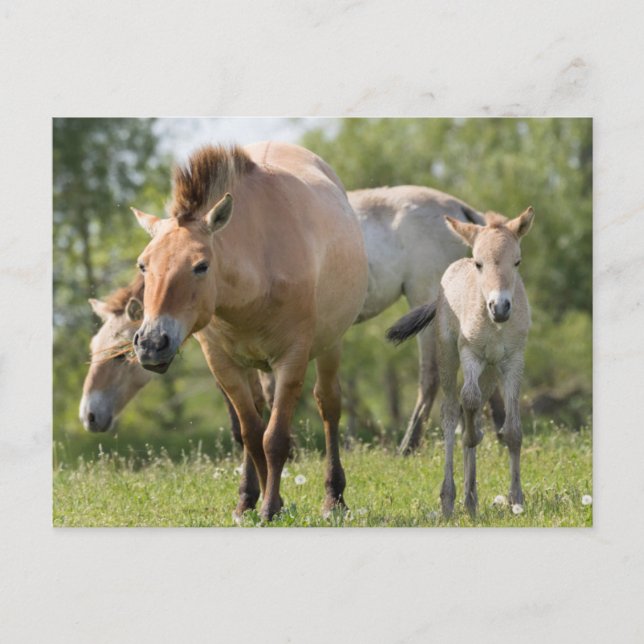 Carte Postale Horse et foal walking (Devant)