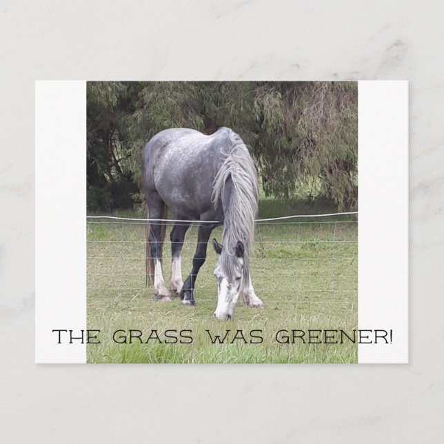 Carte Postale Horse 'n clôture ! (Devant)