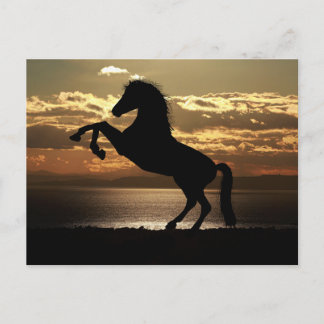 Carte Postale horse sunset silhouette