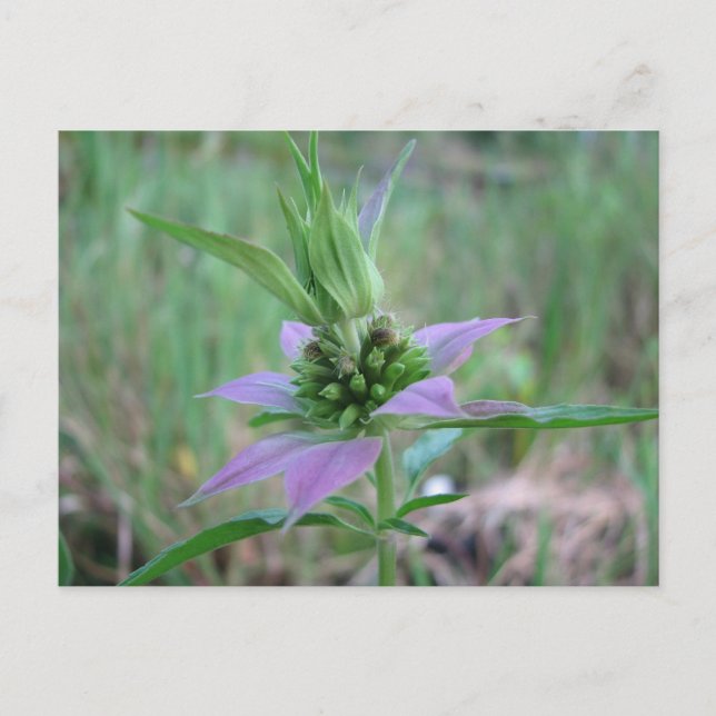Carte Postale Horsemint tacheté, M. punctata (Devant)