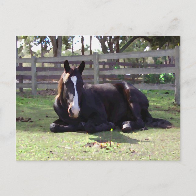 Carte Postale Horses (Devant)