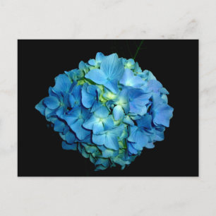 Carte Postale Hortensia Bleu
