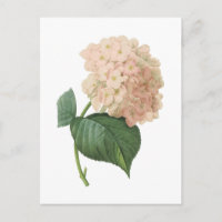 hortensia (espèces d'hortensia) par Redouté