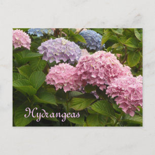 Carte Postale Hortensias