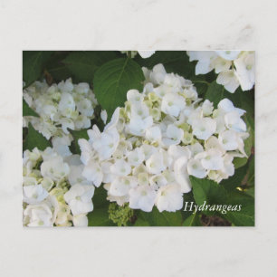Carte Postale Hortensias blancs
