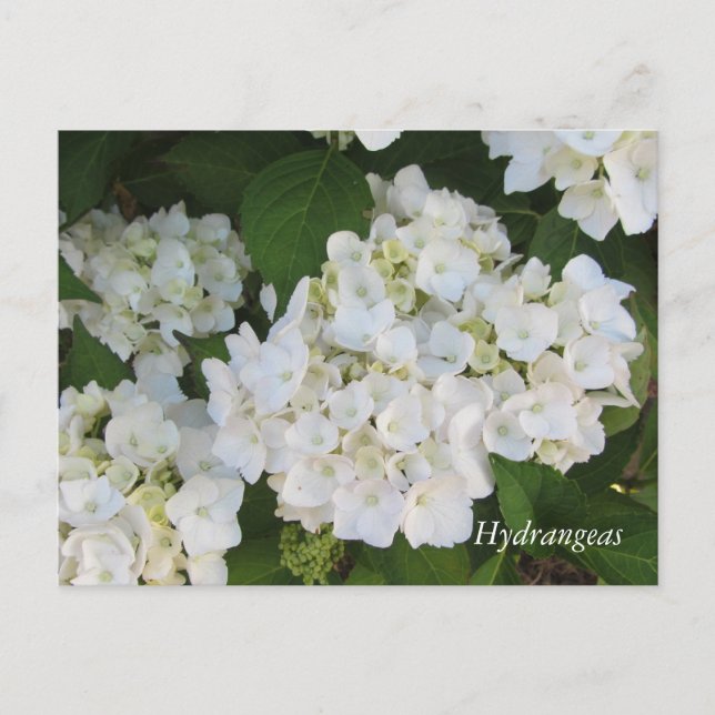 Carte Postale Hortensias blancs (Devant)
