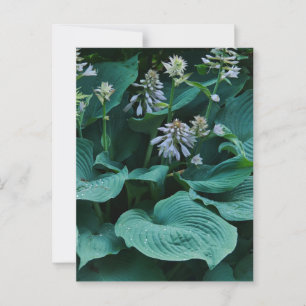 Carte postale Hosta