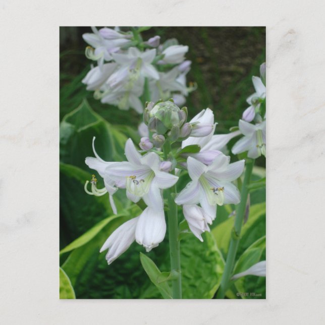 Carte Postale Hosta Blooms (Devant)