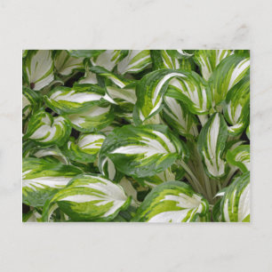 Carte Postale Hosta feuille rayé vert et blanc