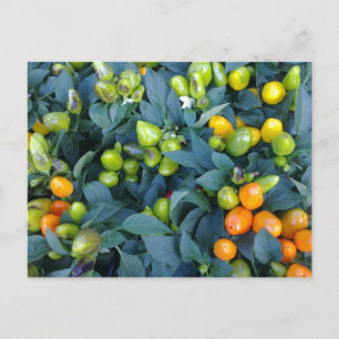 Carte Postale Hot Peppers Plant