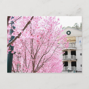 Carte postale Hot Springs