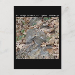 Carte Postale Hot Springs Mountain, AR Squirrel Cadeaux Camoufla