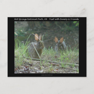 Carte Postale Hot Springs National Park, AR Cadeaux de Lapins S