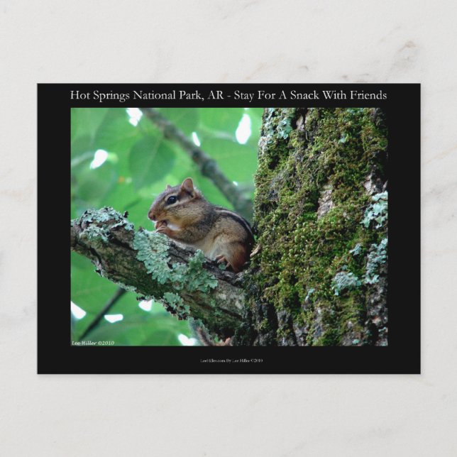 Carte Postale Hot Springs National Park, AR Chipmunk Snack Gifts (Devant)