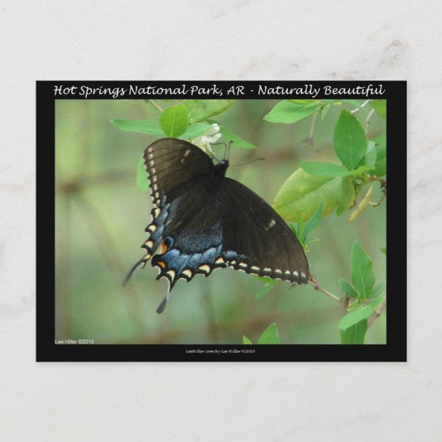 Carte Postale Hot Springs National Park Swallowtail Butterfly (Devant)