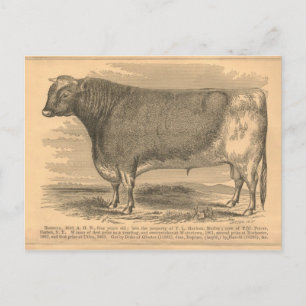 Carte Postale Hotspur, Premier prix Bull à Utica, 1863
