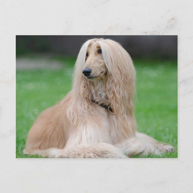 Carte Postale Hound afghan (Devant)