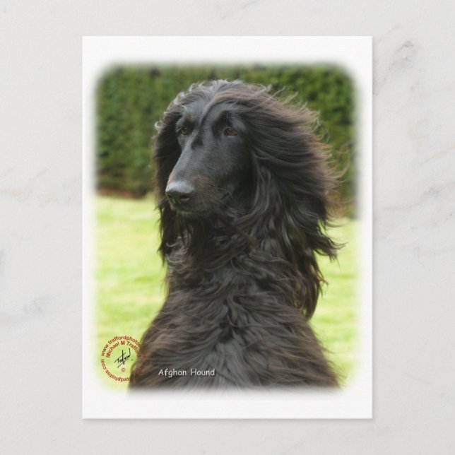 Carte Postale Hound afghan 9T027D-081 (Devant)