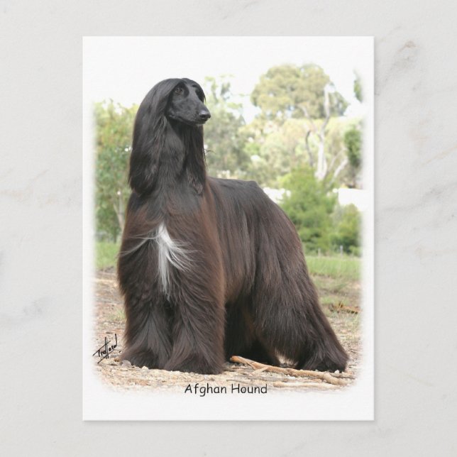Carte Postale Hound afghan 9Y151D-112 (Devant)