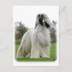 Carte Postale Hound afghan 9Y247D-025