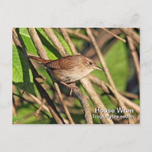 Carte postale House Wren