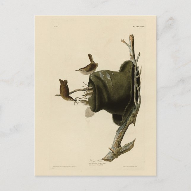 Carte Postale House Wren de Audubon's Birds of America (Devant)